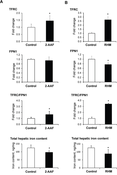 Western blot analysis of TFRC and FPN1 proteins and the hepatic iron content in preneoplastic livers of rats subjected to 2-acetylaminofluorene treatment (A) or a &#x201C;resistant hepatocyte model&#x201D; (B) of liver carcinogenesis.