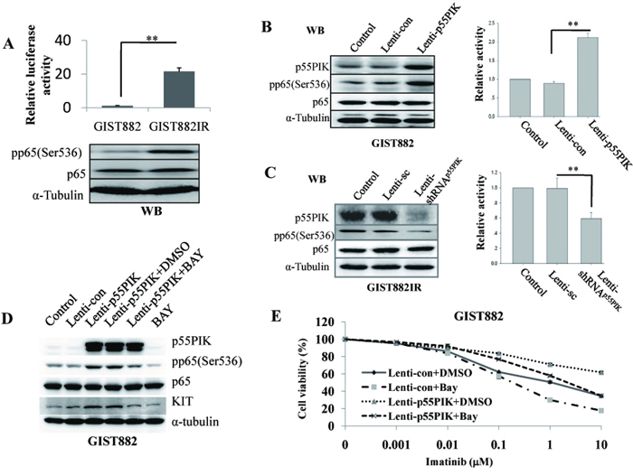 p55PIK regulation on KIT expression was mediated by NF-&#x03BA;B signaling.