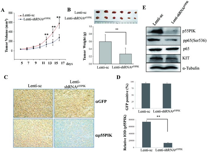 Down-regulation of p55PIK re-sensitized GIST882IR tumors to Imatinib in vivo.