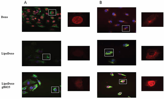 Confocal microscopy images of A549 (A) and A549 Dx (B) cells after 24 h incubation with free Doxo, LipoDoxo, or LipoDoxo-gH625.