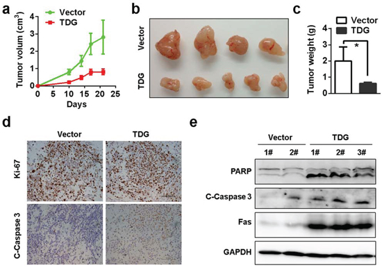 TDG functions as a tumor suppressor by inducing apoptosis.