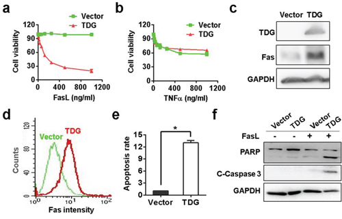 TDG activates Fas transcription to promote apoptosis.