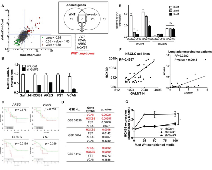 HOXB9 expression is regulated by GalNAc-T14 through the Wnt pathway.