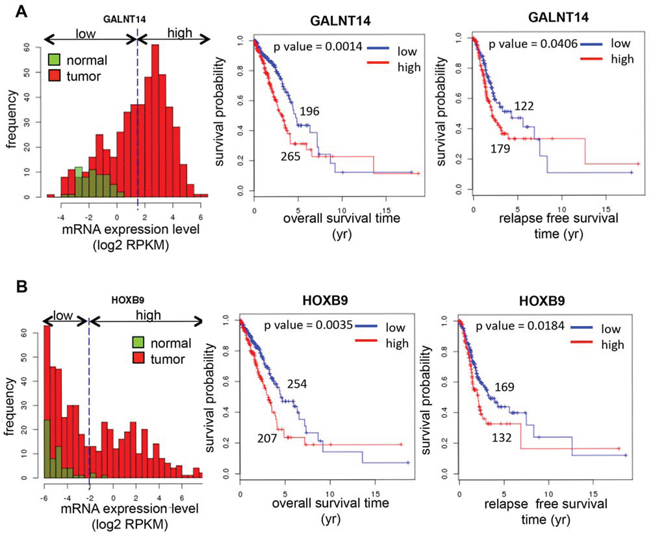 Prognostic significance of expression of GalNAc-T14 and HOXB9 in lung cancer.