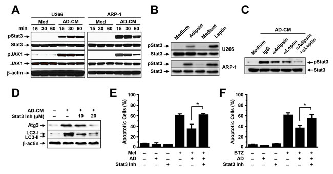 Adipocytes activate autophagy