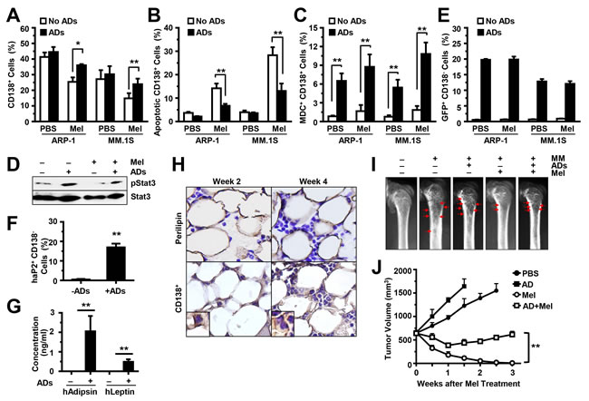 Adipocytes inhibit MM cell apoptosis and induce MM drug resistance
