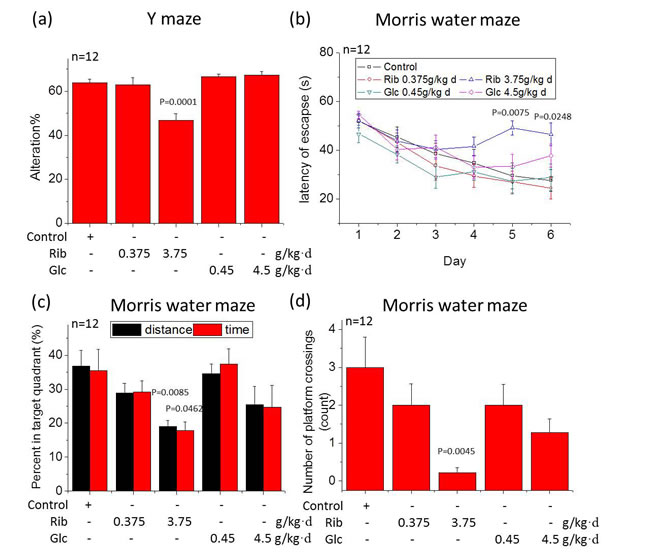 Reduced spontaneous alteration in the Y maze test and impaired spatial memory in Morris water maze in mice gavaged with D-Ribose.