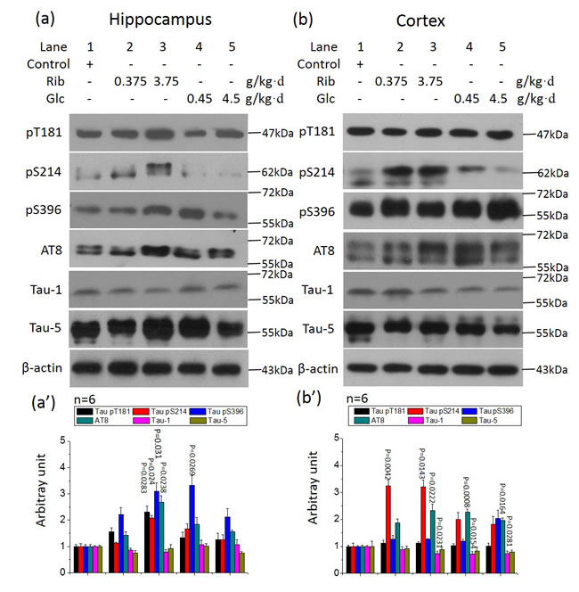 Tau phosphorylation in the hippocampus of D-Ribose- and D-Glucose-treated mice.