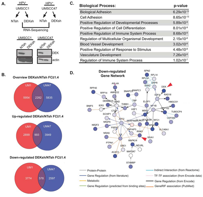 Profiling the DEK-dependent transcriptome in HNSCC.