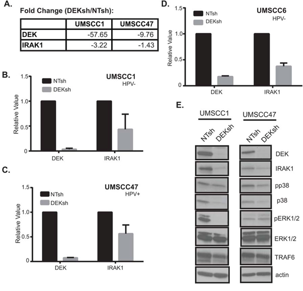 DEK regulates IRAK1 mRNA and protein levels.