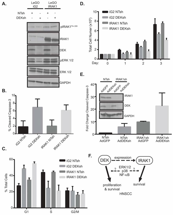 IRAK1 and DEK depletion cooperate to increase apoptosis.