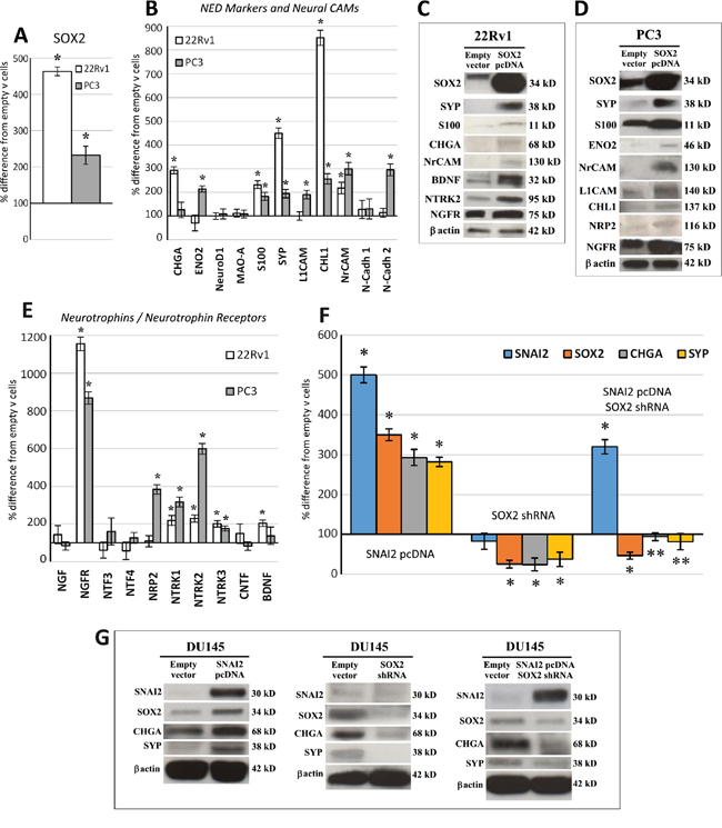 SOX2 overexpression upregulates NED, neural CAM and neurotrophin/neurotrophin receptor gene expression, and SOX2 silencing abolishes SNAI2-dependent NED.