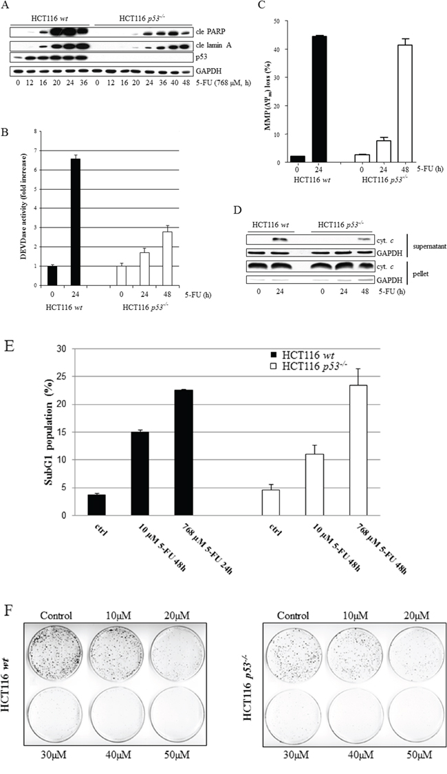 Comparative analysis of 5-FU-induced apoptosis in wt and p53-deficient HCT116 cells.