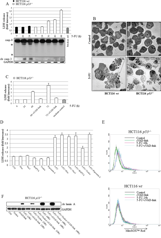Irrespectively of p53 status, HCT116 cells die by apoptosis but characteristics of necrosis develop in the absence of the tumor suppressor as a consequence of ROS formation.
