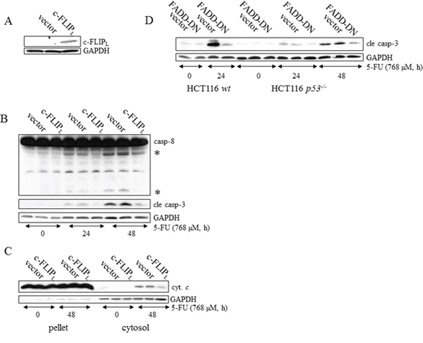 DISC activation is a prerequisite for caspase-dependent apoptotic signaling in p53-deficient HCT116 cells.