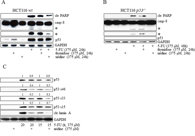 Irrespectively of p53 status, induction of apoptosis in HCT116 cells occurs as a consequence of 5-FU-mediated RNA-stress.