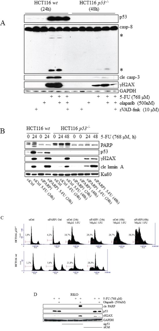 Sensitization of tumor cell lines to 5-FU by chemical and RNAi-mediated inhibition of PARP occurs specifically in the absence of p53.