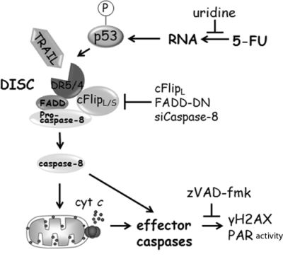 Schematic illustration of 5-FU-induced apoptotic signaling in HCT116 cells (for details, see text).