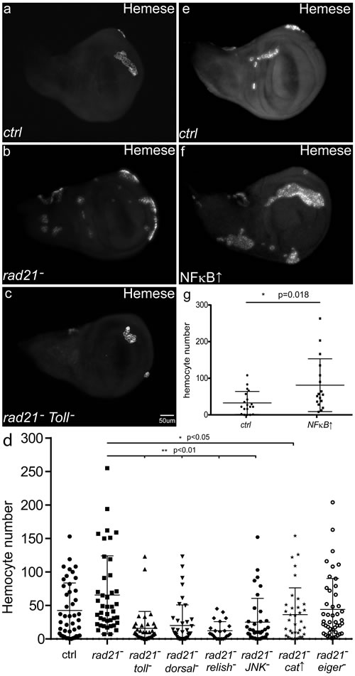 The effects of CIN and immune signalling on the recruitment of hemocytes.