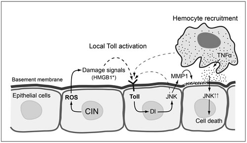 Proposed model for local Toll pathway activation giving apoptosis in response to CIN.