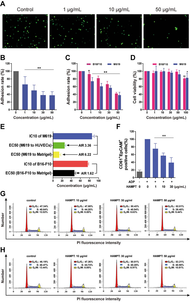 Cellular and molecular mechanisms of actions of HAMPT by which it exerts cancer metastasis chemoprevention.