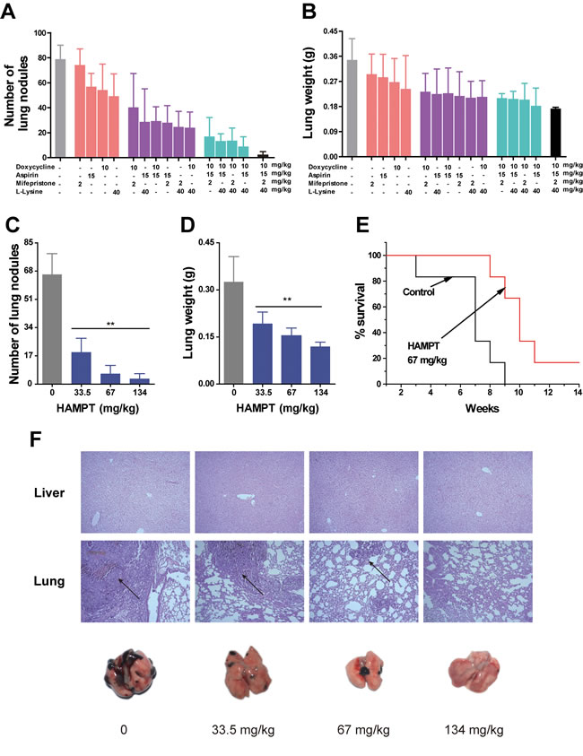 Effects of HAMPT on melanoma experimental mouse model.