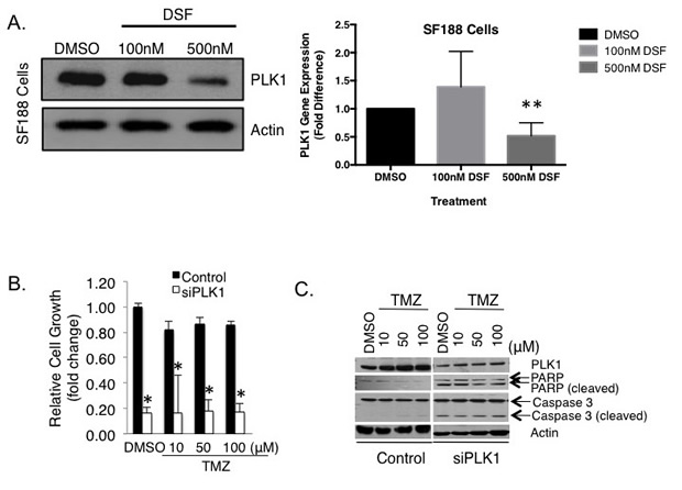 DSF inhibits the expression of PLK1 in pediatric GBM SF188 cells.