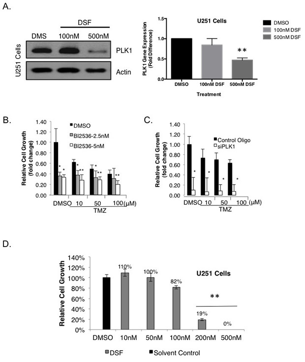 DSF inhibits the expression of PLK1 in adult GBM U251 cells.