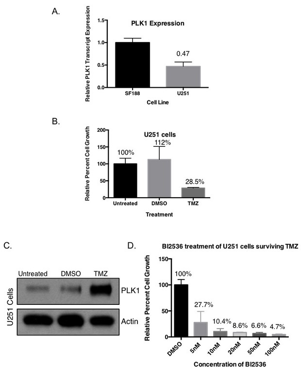 Targeting PLK1 inhibits growth of drug resistant cells with upregulated PLK1 protein.