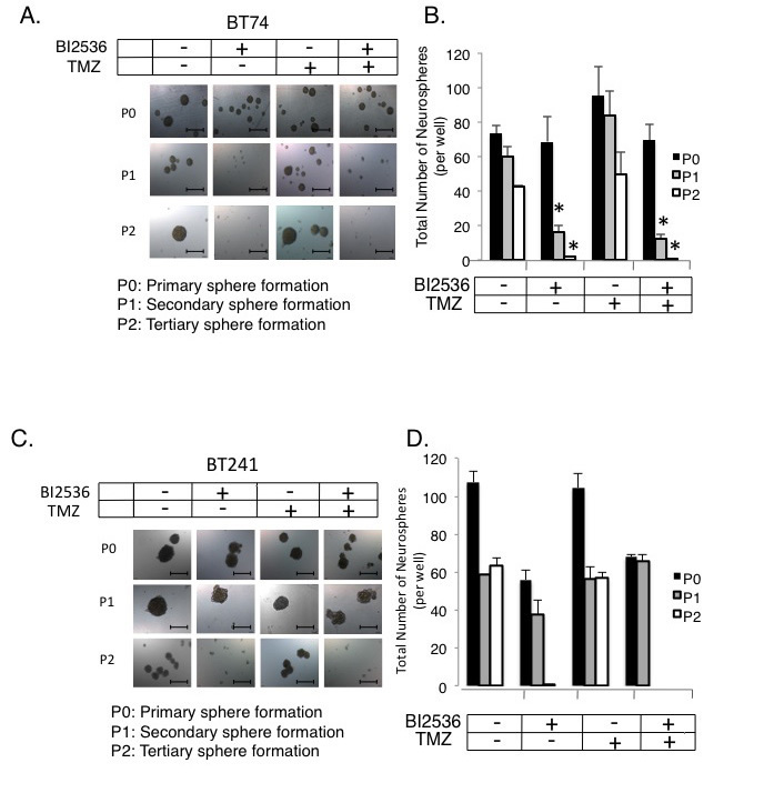 PLK1 inhibitors can be used to over-come TMZ resistance.