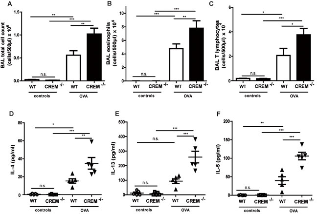 Genetic deletion of CREM enhances typical cell influx and production of T