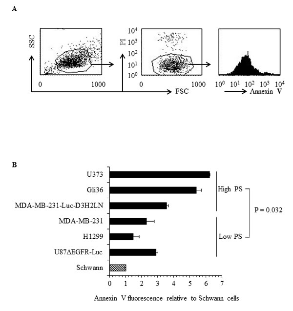 Surface PS exposure on viable human cancer cells.