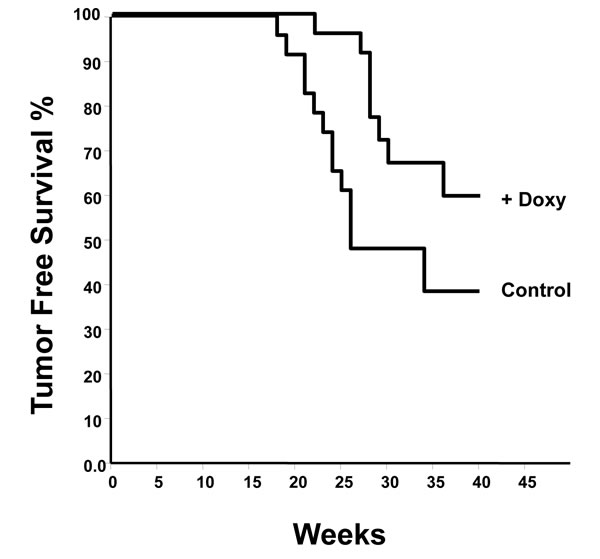 Kaplan-Meier analysis of tumor development in MMTV-rtTA:IL24