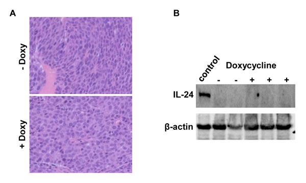 Figure 3: