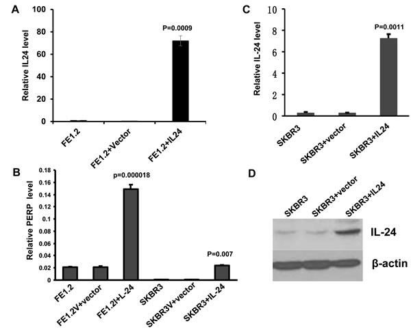 MDA-7/IL-24 directly induces PERP transcription.