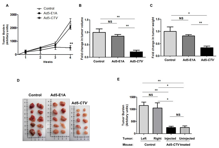 MDA-7/IL-24 inhibits tumor growth in MMTV-PyMT transgenic mice.