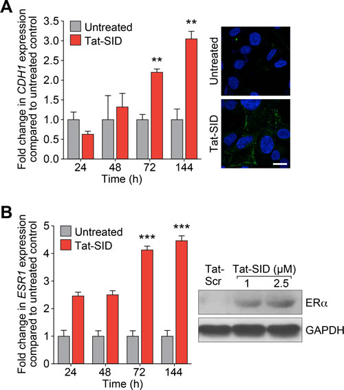 Tat-SID induces functional re-expression of epigenetically silenced