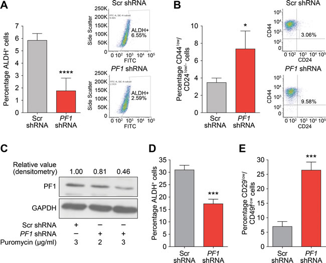 PF1 maintains a stem cell phenotype in TNBC.