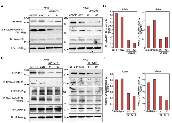 Regulation of AURKB activity by PRMT1.