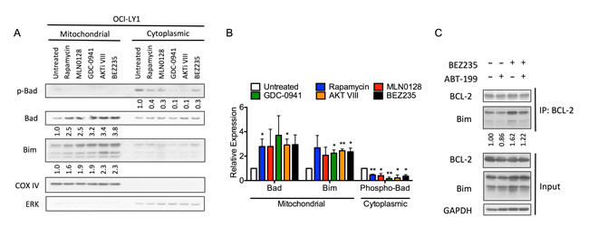 PI3K pathway inhibitors increase mitochondrial abundance of BAD and BIM.