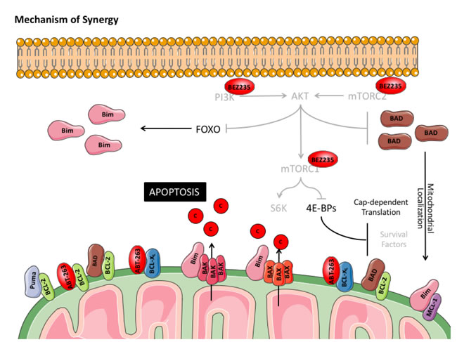 Model of synergy between BEZ235 and ABT-263 in DLBCL cell lines.