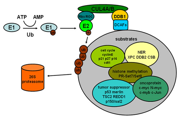 The process of ubiquitin-proteasome pathway and some substrates of CRL4 E3 ligases associated with cancer.