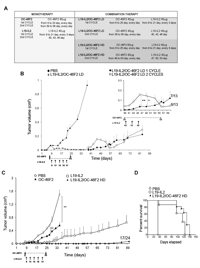 Targeting Syndecan-1 by scFv OC-46F2 enhances the therapeutic efficacy of immunocytokine L19-IL2 in melanoma.
