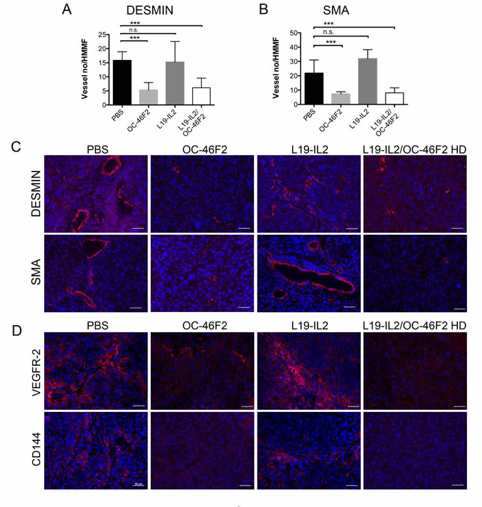 Therapeutic treatment with OC-46F2 inhibits vascular maturation and induces loss of VM structures.