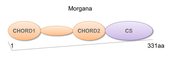 Morgana structure.