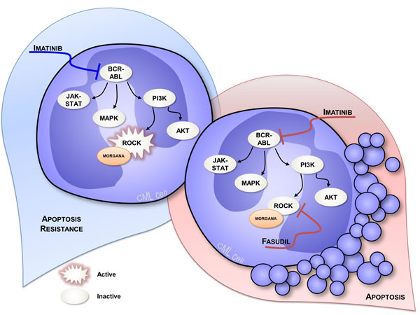 Signal transduction in CML cells expressing low Morgana levels.