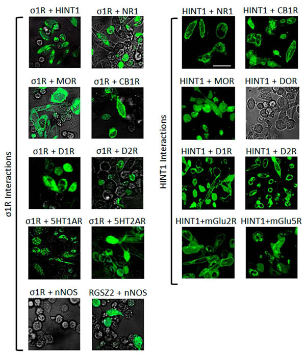 Interactions of &#x3c3;1Rs and HINT1 proteins with different GPCRs and NMDAR NR1 C0-C1-C2 subunits.