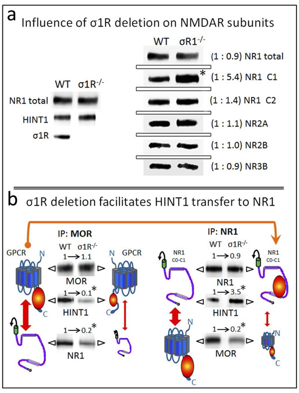 Influence of targeted deletion of the &#x3c3;1R gene on HINT1-dependent MOR binding to NR1 subunits.