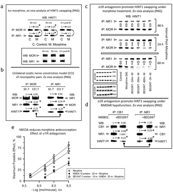 Physiological HINT1 transfer to NR1 subunits: role of &#x3c3;1R antagonism.