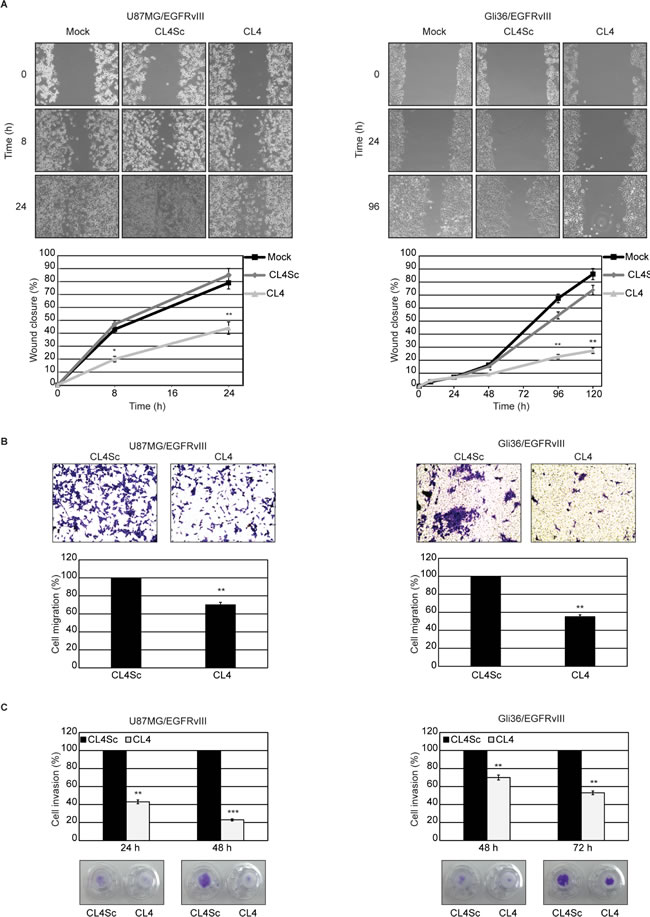 CL4 inhibits EGFRvIII-GBM cell migration and invasion.